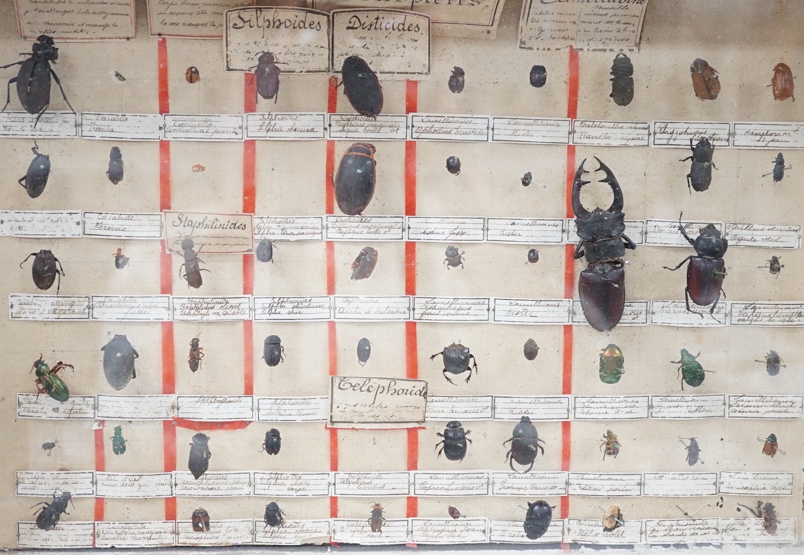 Two cased and labelled beetle taxidermy specimen cabinets, 39cms wide